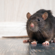 Illustration for article titled Restaurant closes after video shows rat cooking on grill